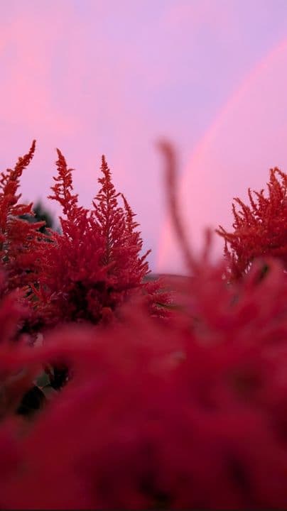 Red amaranth flowers against a pink sunset sky