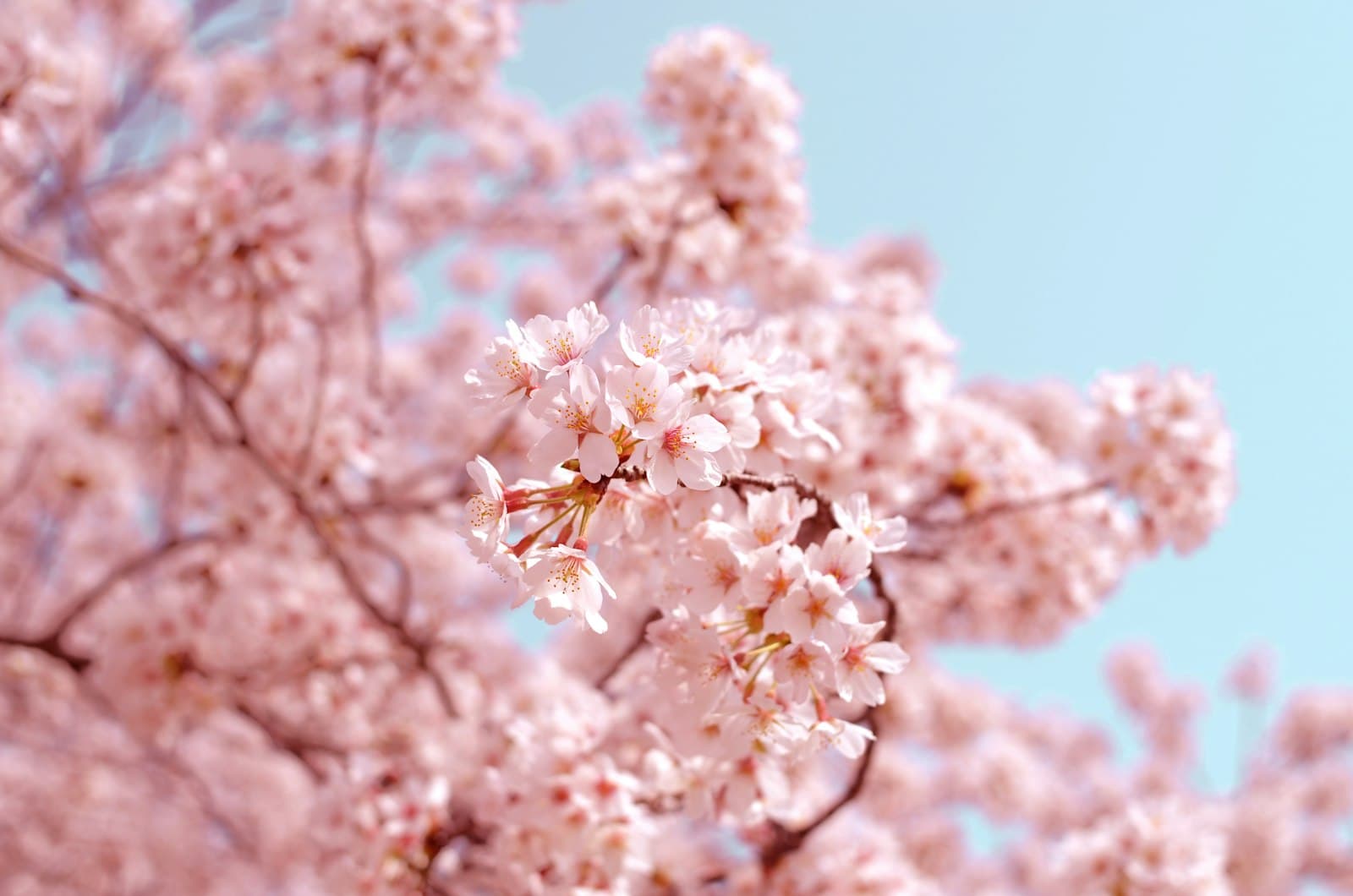 Cherry blossom in soft afternoon light — an example of well-composed photography